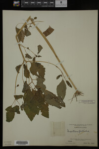 Impatiens pallida image