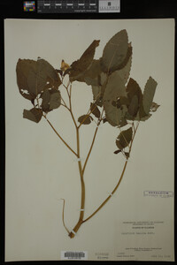 Impatiens pallida image