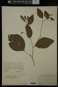 Impatiens pallida image