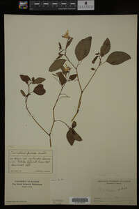 Impatiens pallida image