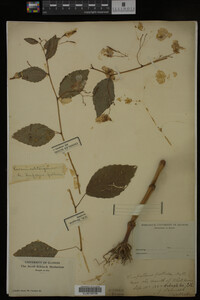 Impatiens pallida image