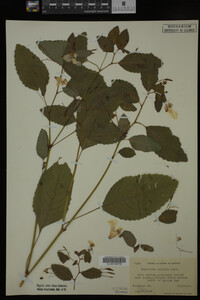 Impatiens pallida image