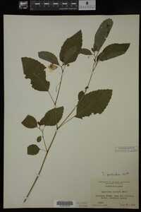 Impatiens pallida image