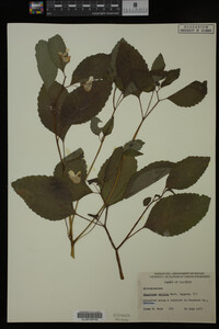 Impatiens pallida image