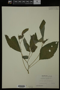 Impatiens pallida image