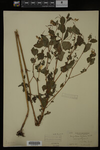 Impatiens pallida image