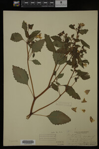 Impatiens pallida image