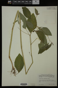Impatiens pallida image