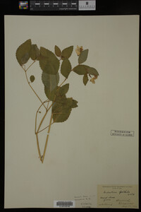 Impatiens pallida image