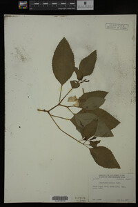 Impatiens pallida image