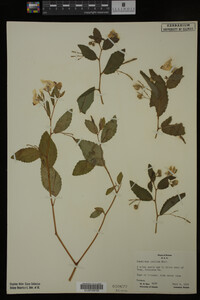 Impatiens pallida image