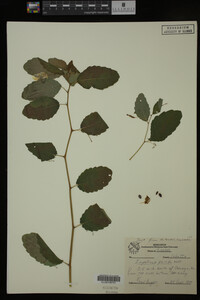 Impatiens pallida image