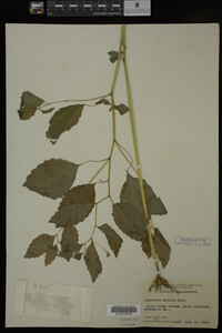 Impatiens pallida image