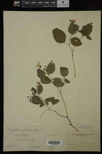 Impatiens pallida image
