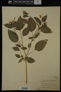 Impatiens pallida image