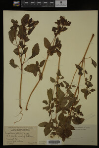Impatiens pallida image