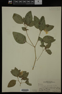 Impatiens pallida image