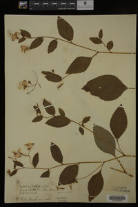 Impatiens pallida image