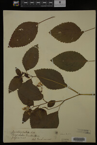 Impatiens pallida image