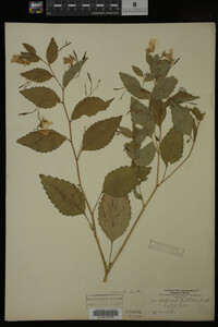 Impatiens pallida image