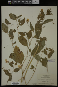 Impatiens pallida image