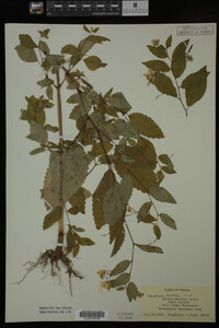 Impatiens pallida image