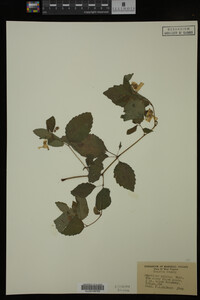 Impatiens pallida image