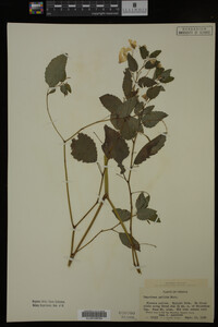 Impatiens pallida image