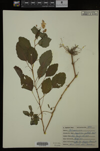 Impatiens pallida image