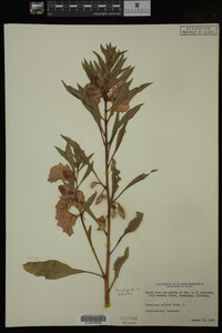 Image Associated With the Occurrence