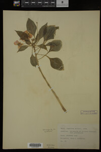 Image Associated With the Occurrence