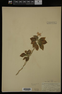 Image Associated With the Occurrence