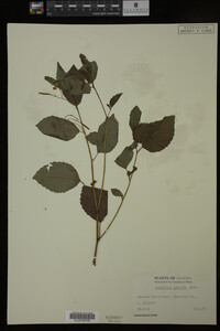 Impatiens pallida image