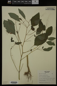 Image Associated With the Occurrence