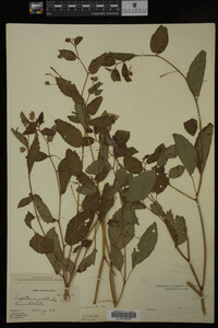 Impatiens pallida image