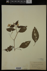 Impatiens pallida image