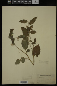 Impatiens pallida image