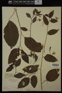 Impatiens pallida image