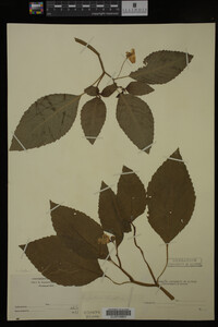 Impatiens pallida image