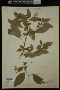 Impatiens pallida image