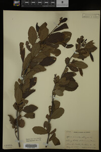 Image Associated With the Occurrence