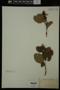 Image Associated With the Occurrence