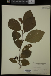 Image Associated With the Occurrence