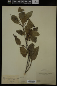 Image Associated With the Occurrence