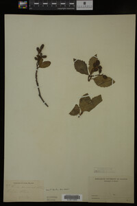 Image Associated With the Occurrence