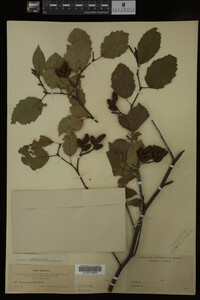 Image Associated With the Occurrence