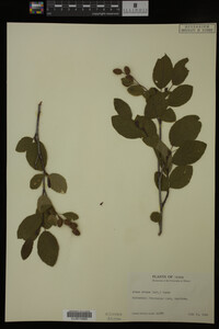 Image Associated With the Occurrence