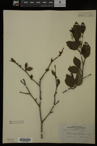 Image Associated With the Occurrence