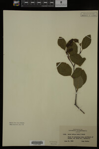 Image Associated With the Occurrence