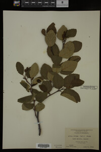 Image Associated With the Occurrence